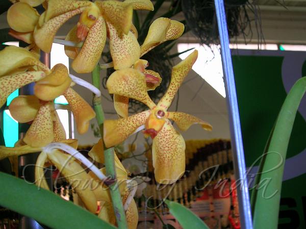 Mokara Orchid